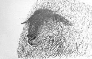 JGH-Sheep1